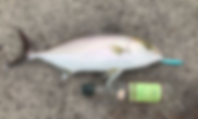 【海外】澎湖島（ポンフー島）で釣りをしてあの高級魚！を釣った話
